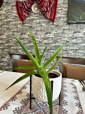Medicinal aloe vera for sale  SWINDON
