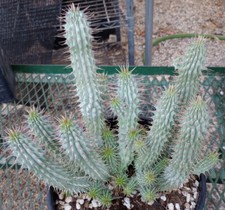 Hoodia gordonii huge for sale  North Las Vegas