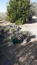 1kg fiori lavanda usato  Italia