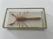 Scorpione tropicale vetro usato  Molfetta