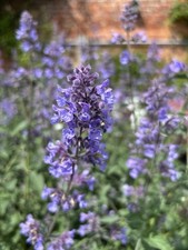 Catmint nepeta six for sale  STAFFORD