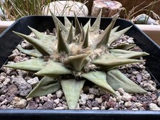 Ariocarpus retusus own usato  Valdastico