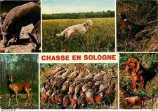 Animaux chiens setter d'occasion  Fruges