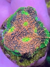 Watermelon chalice lps for sale  SCUNTHORPE
