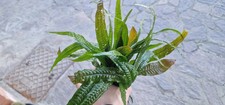 Microsorum orange leaf usato  Baschi