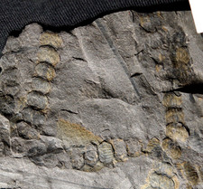 Extremely rare fossil d'occasion  Expédié en Belgium
