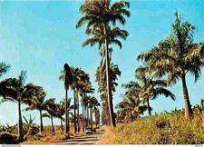 Guadeloupe allée dumanoir d'occasion  Fruges