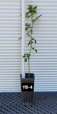 One yellow bush for sale  Kingsburg