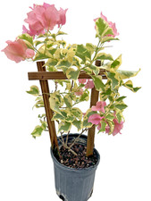 Variegated pastel pink for sale  Perry