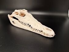 Neu krokodilschädel crocodylu gebraucht kaufen  Hamburg