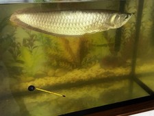 flowerhorn arowana for sale  San Diego