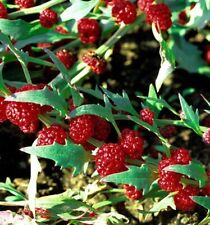 Graines épinard fraise d'occasion  Neuilly-sur-Marne
