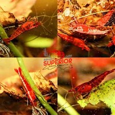 Neocaridina aquarium shrimp for sale  Duluth