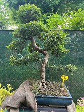 Bellissimo esemplare bonsai usato  San Giovanni in Persiceto