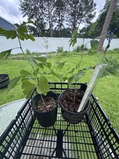 Gingko biloba trees for sale  Virginia Beach
