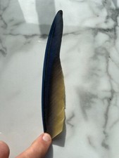 Parrot blue gold for sale  LARKHALL