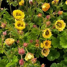 Geum tempo yellow for sale Geum tempo yellow for sale  BELPER