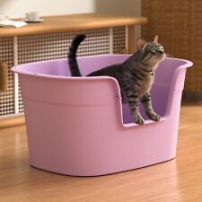 Extra large cat for sale  BURY ST. EDMUNDS
