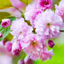 Prunus kanzan japanese for sale  UK