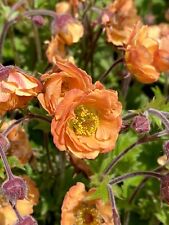 Geum tempo orange for sale  BELPER