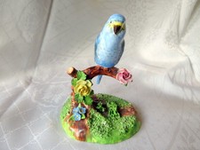 parakeet for sale  STIRLING
