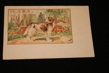 Chien griffon nivernais d'occasion  Hénin-Beaumont