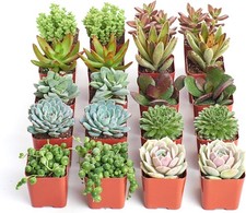Assorted succulent plants for sale  Hollywood