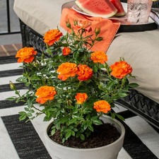 Mandarin sunblaze miniature for sale  Pelzer