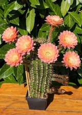 Echinopsis hybride sunset gebraucht kaufen  Deutschland