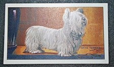 Skye terrier vintage for sale  DERBY
