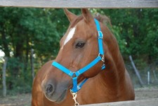 Capezza cavallo usato  Italia