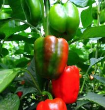 Pepper californian wonder for sale Pepper californian wonder for sale  BLACKBURN