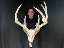 Tall 162 whitetail for sale  Delphos