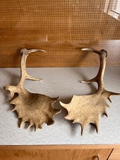 Damhirsch geweih guter gebraucht kaufen  Kempten (Allgäu)