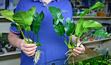 Anubias barteri broad for sale  SCUNTHORPE