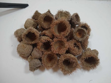 Bur oak acorns for sale  East Peoria