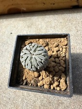 Pelecyphora aselliformis 1.7 usato  Valdastico