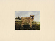 Brussels griffon lovely for sale  COLEFORD