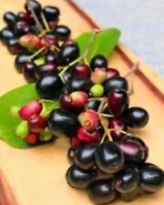 Black java plum for sale  Naples