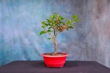 Dwarf mulberry pre for sale  North Fort Myers
