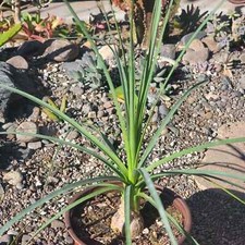 Beaucarnea gracilis mexican for sale  Fresno
