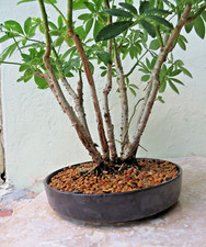 Schefflera arboricola dwarf d'occasion  Expédié en Belgium