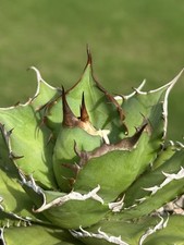 Agave titanota 076 for sale  Fayetteville