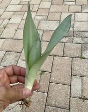 Snake plant cutting for sale  Altamonte Springs