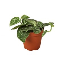 pottery house plants for sale pottery house plants for sale Old Town