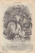 Domestic poultry danube for sale  SHREWSBURY