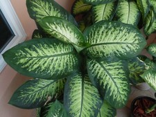 Dieffenbachia tropic snow for sale  Pompano Beach