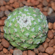 Strombocactus disciformis seed for sale  MILTON KEYNES