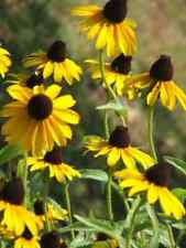 2200 seeds coneflower for sale  Phoenix