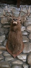 Elk bull head for sale  Rancho Cordova